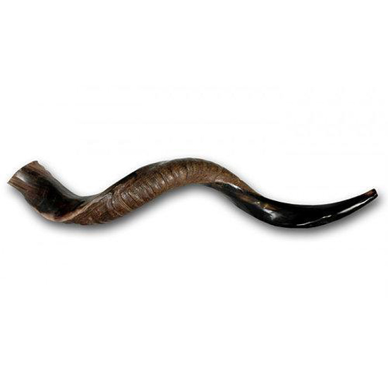 Picture of Shofar - Yemenite